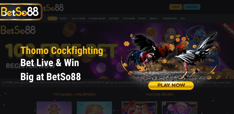 Thomo Cockfighting – Bet Live & Win Big at BetSo88
